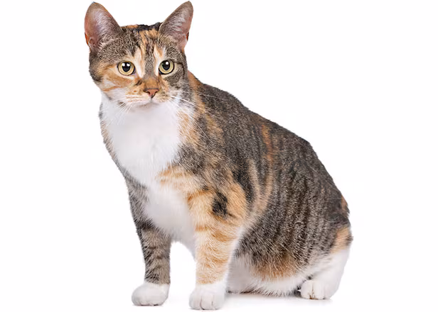 코숏 대중적 인기 vs 덕후픽 🐱 | 인스티즈