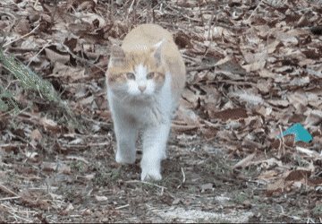 코숏 대중적 인기 vs 덕후픽 🐱 | 인스티즈