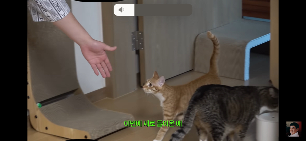 세계 최초 대기업 출신 고양이 | 인스티즈