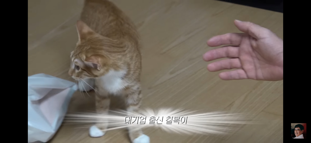 세계 최초 대기업 출신 고양이 | 인스티즈