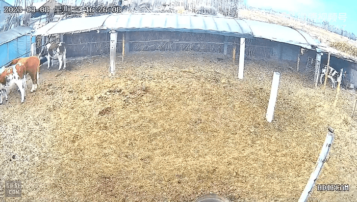 주인 들이박고 미안해하는 소.gif | 인스티즈