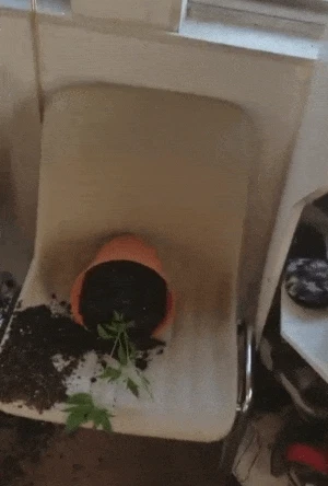 화분 엎은 고양이 | 인스티즈