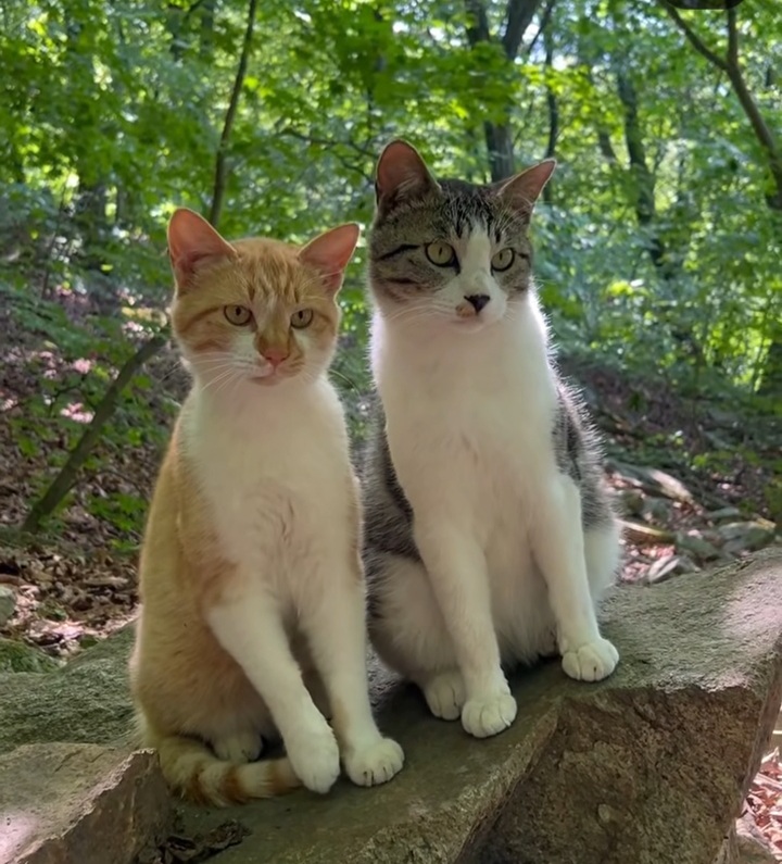 관악산에 사는 고양이들 밥주러 365일 산 타시는 집사님 이야기 들어봐주라. +아가냥들 입양소식 | 인스티즈