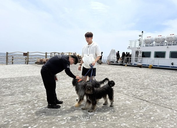 독도 마스코트 삽살개 실종…경비대 '직무 태만' 논란 | 인스티즈