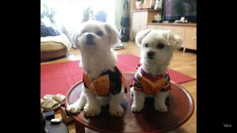 AI야 작년에 하늘나라간 우리강아지들인데 꼬리흔들어줘 | 인스티즈