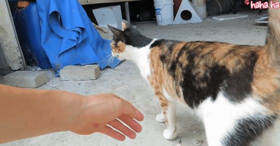 9월 9일 한국 고양이의 날을 맞아 올려보는 코리안 숏헤어의 특징 | 인스티즈