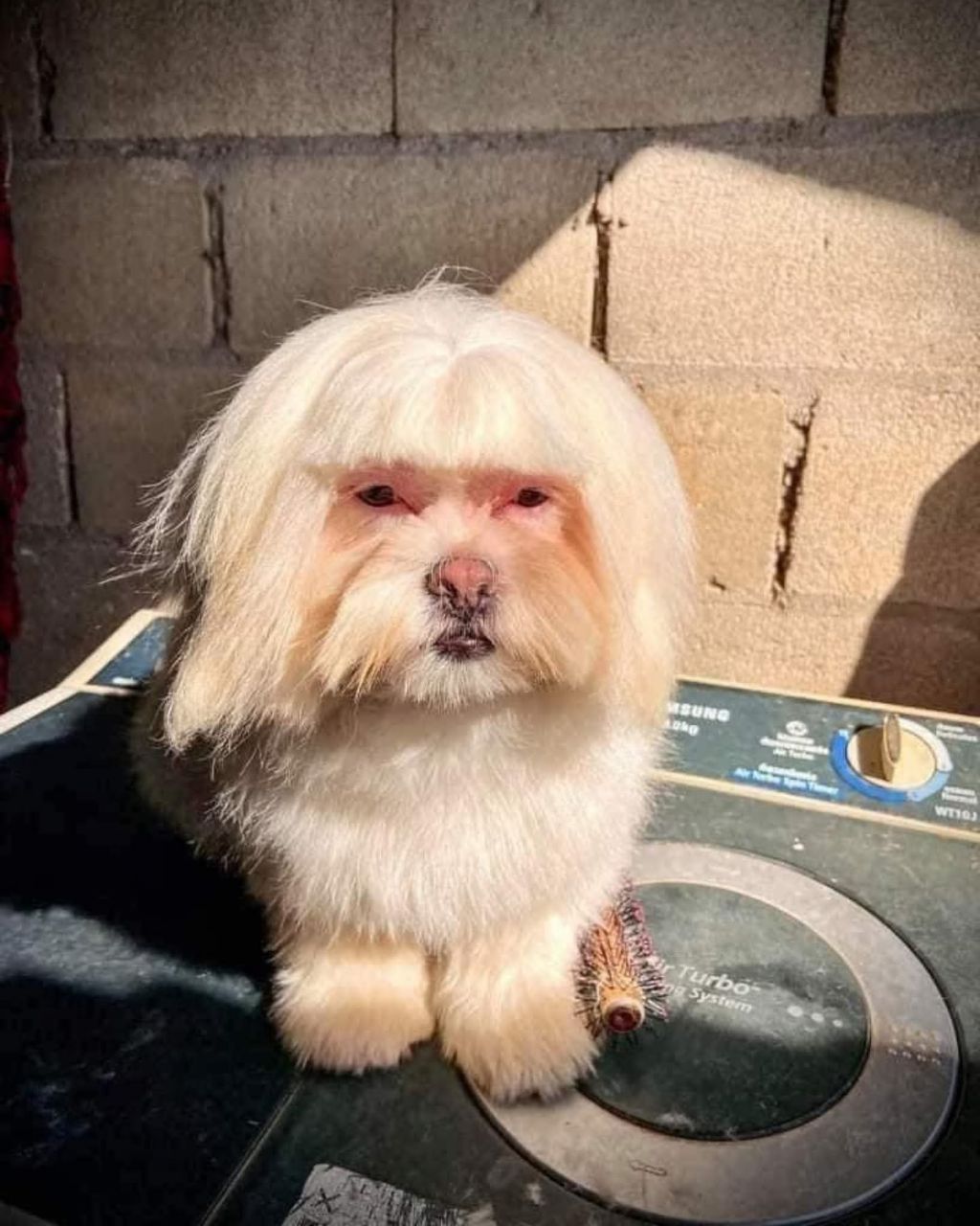 강아지 셀프미용 대참사 | 인스티즈