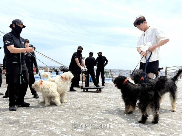 독도 마스코트 삽살개 실종…경비대 '직무 태만' 논란 | 인스티즈