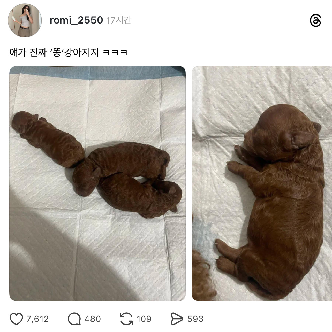 진짜 '똥' 강아지 | 인스티즈