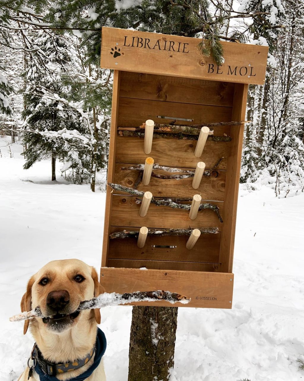강아지를 위한 나무 막대기 도서관.jpg | 인스티즈