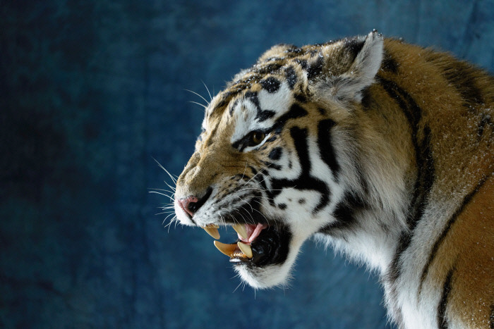 십이지신 최고의 본새 나는 띠 용띠 VS 범띠 | 인스티즈