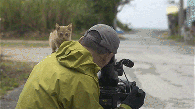 촬영하다가 졸지에 냥택당함 | 인스티즈