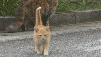 촬영하다가 졸지에 냥택당함 | 인스티즈