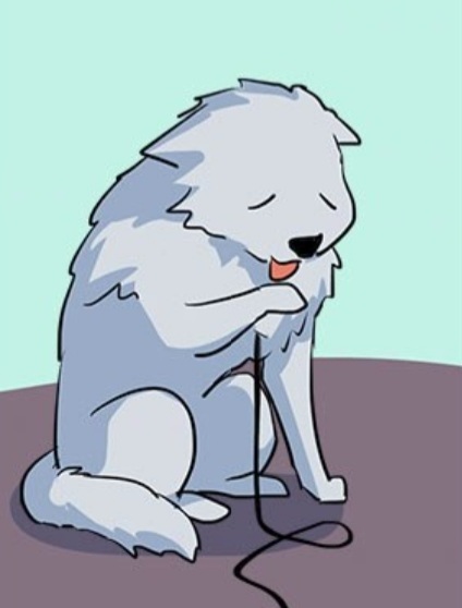 늑대일 땐 목줄 매고 두 발로 산책도 하는 real 반려남주🐺 | 인스티즈