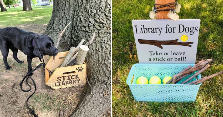 강아지를 위한 나무 막대기 도서관.jpg | 인스티즈