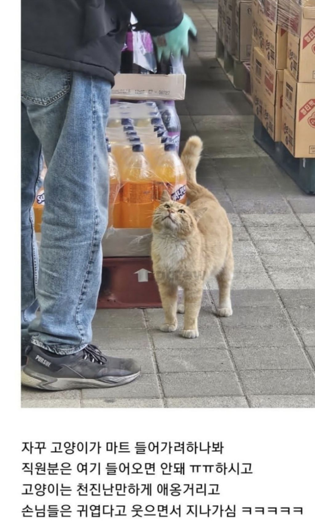 마트 직원과 대치중인 고양이 | 인스티즈