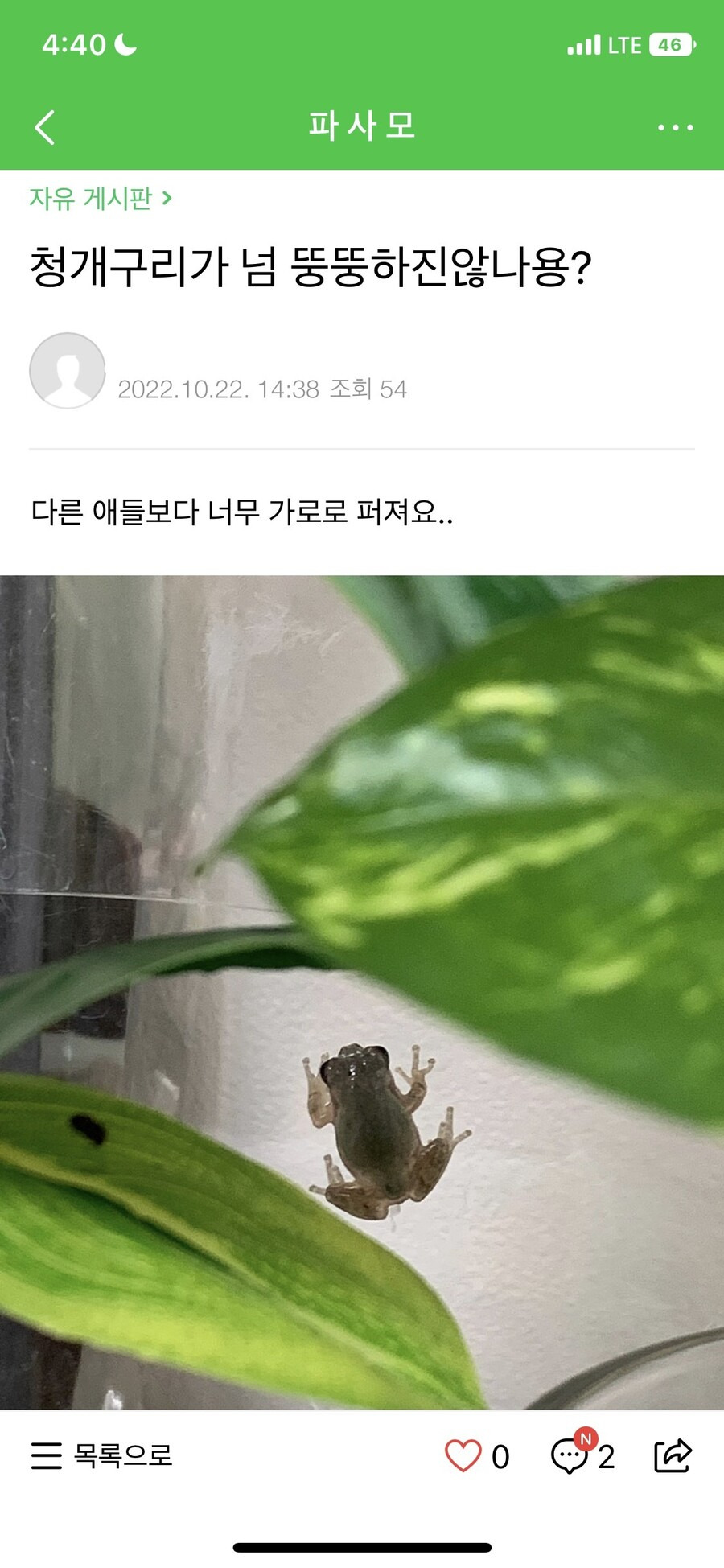 청개구리가 너무 뚱뚱하지 않나용? | 인스티즈