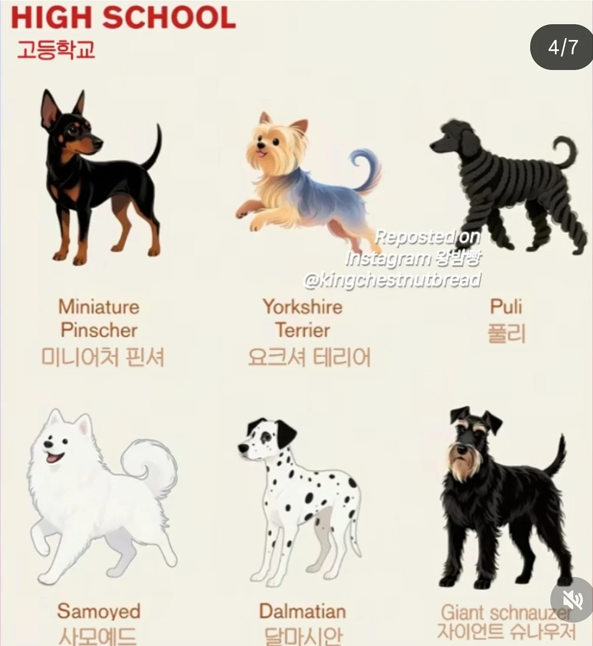 견종별 지능을 사람 학위로 따진다면 | 인스티즈