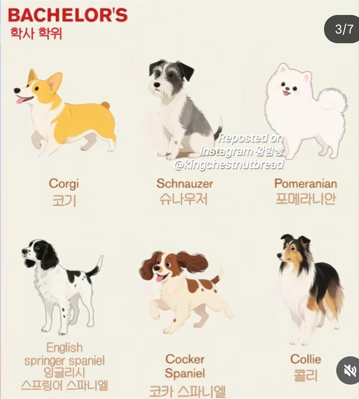 견종별 지능을 사람 학위로 따진다면 | 인스티즈