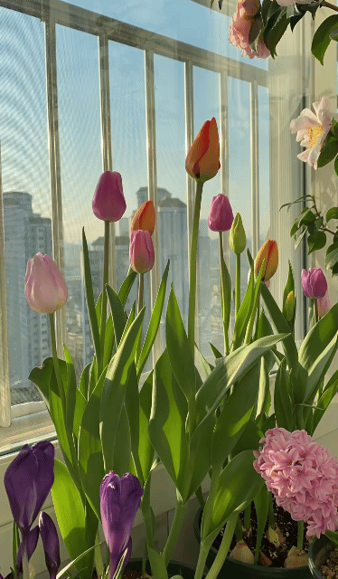 튤립의 하루 🌷 | 인스티즈