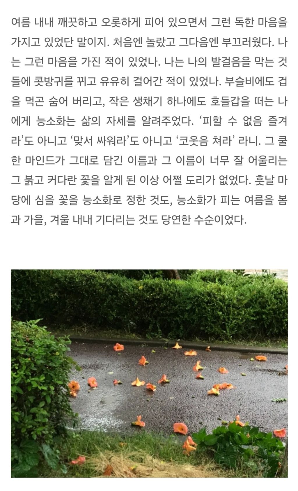 능소화가 왜 능소화인지 아시나요? 부제:삶이 끝나지 않는 한여름 같을 때 | 인스티즈