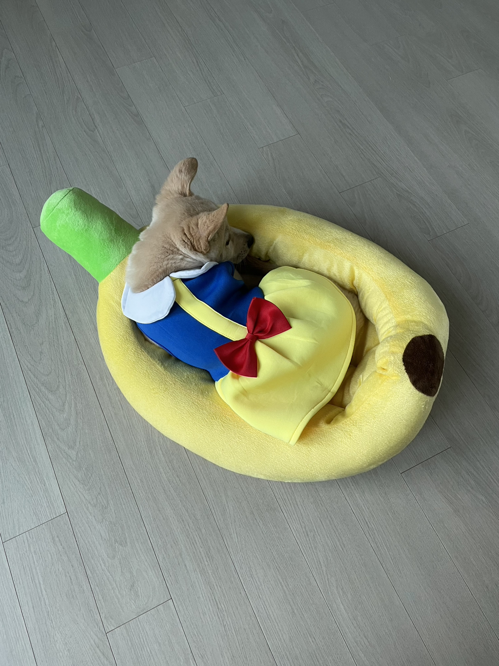 우리 강아지는 퍼피 때는 옷 잘입다가 한살부턴 모든 옷 다 거부하더라.. | 인스티즈