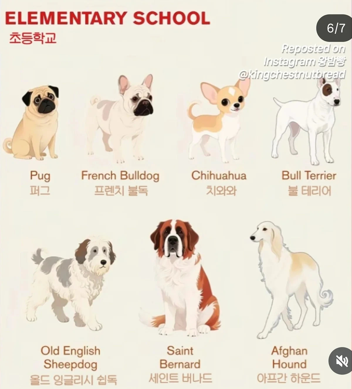 견종별 지능을 사람 학위로 따진다면 | 인스티즈