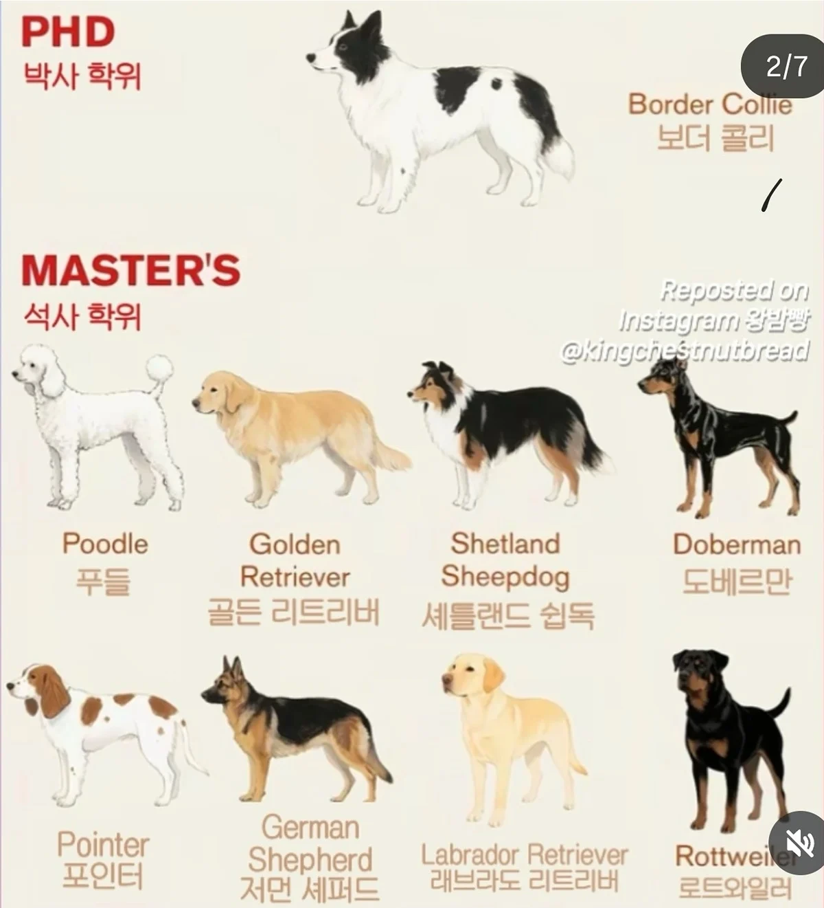 견종별 지능을 사람 학위로 따진다면 | 인스티즈