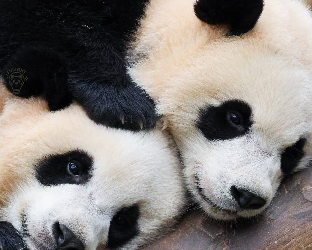 사이좋은 루이바오 후이바오🐼 | 인스티즈