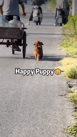 행복해서 티가나는 멍멍이들 | 인스티즈