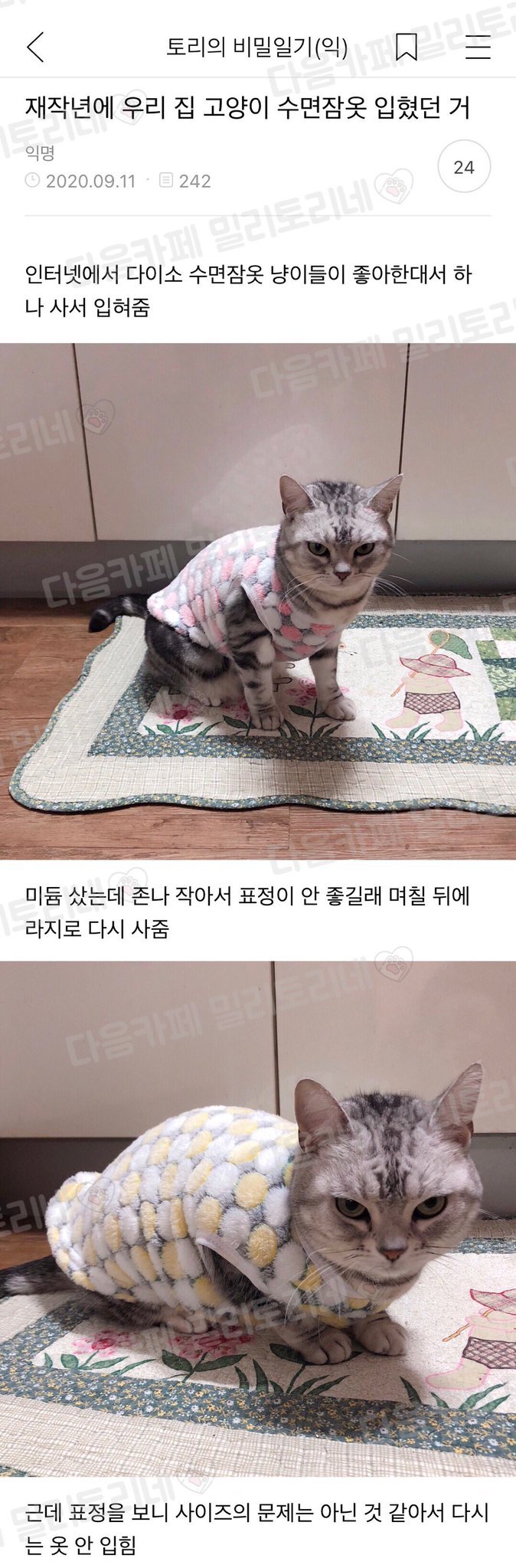 재작년에 우리집 고양이 수면잠옷 입혔던 거 | 인스티즈