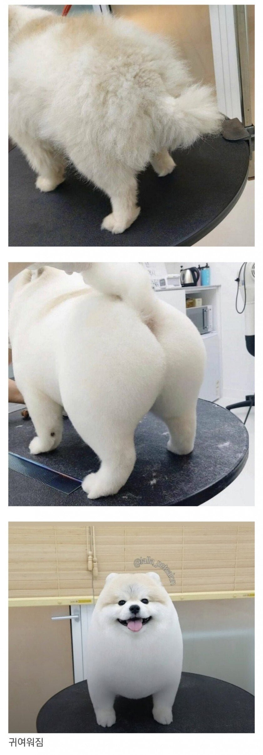 비싼 가격에 돈을 주고 댕댕이 미용하는 이유 | 인스티즈