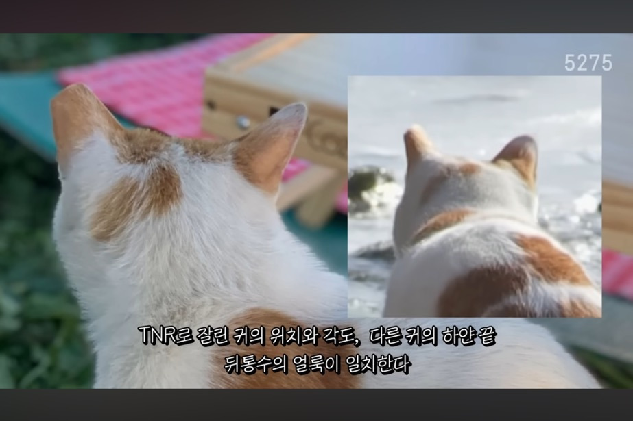 꽁꽁얼어붙은 한강위를 걷는 고양이는 몇살일까? | 인스티즈