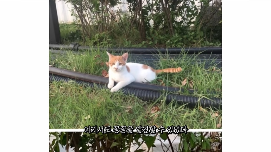 꽁꽁얼어붙은 한강위를 걷는 고양이는 몇살일까? | 인스티즈