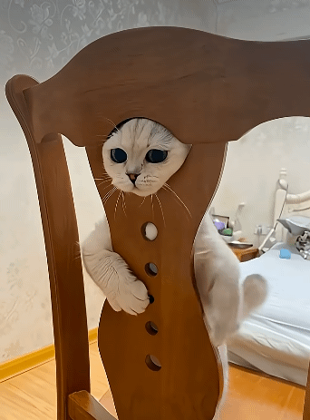 멋있냥? | 인스티즈