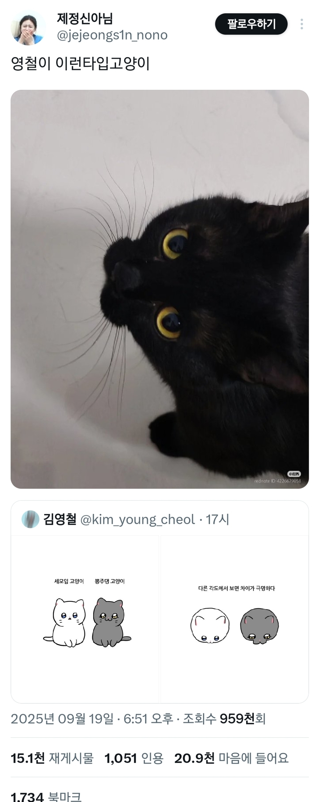 세모입과 뽕주댕 고양이의 차이 | 인스티즈