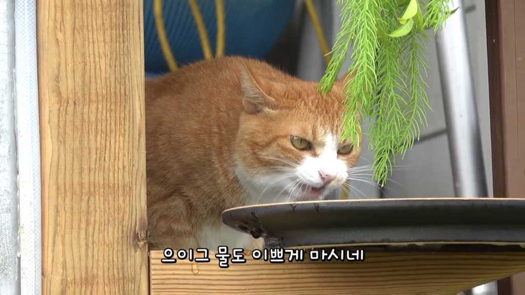 또 한 건 한 매탈남 | 인스티즈