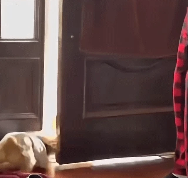 진짜 지 승질대로 생긴 강아지 | 인스티즈