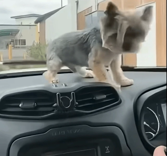 진짜 지 승질대로 생긴 강아지 | 인스티즈