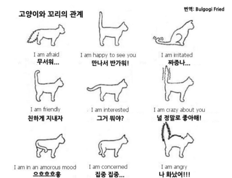 고양이와 꼬리의 관계.jpg | 인스티즈