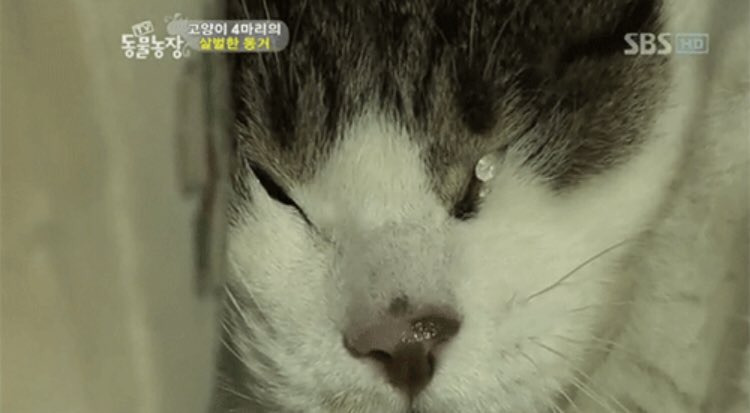 섬꾸, 심즈 인테리어 못하는 사람 특.twt | 인스티즈