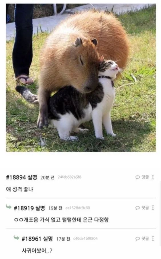 그것이 고양이니까 | 인스티즈