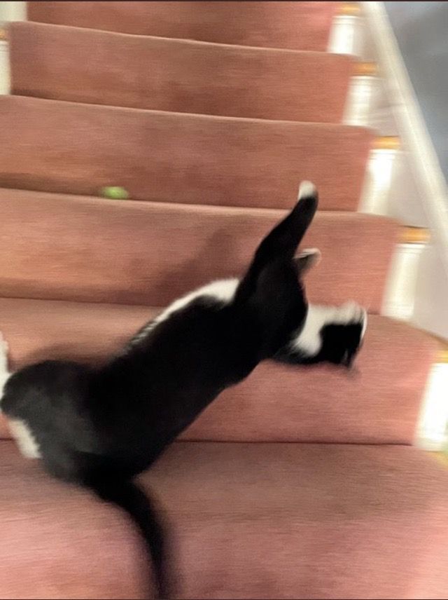 그것이 고양이니까 | 인스티즈