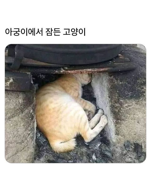 그것이 고양이니까 | 인스티즈
