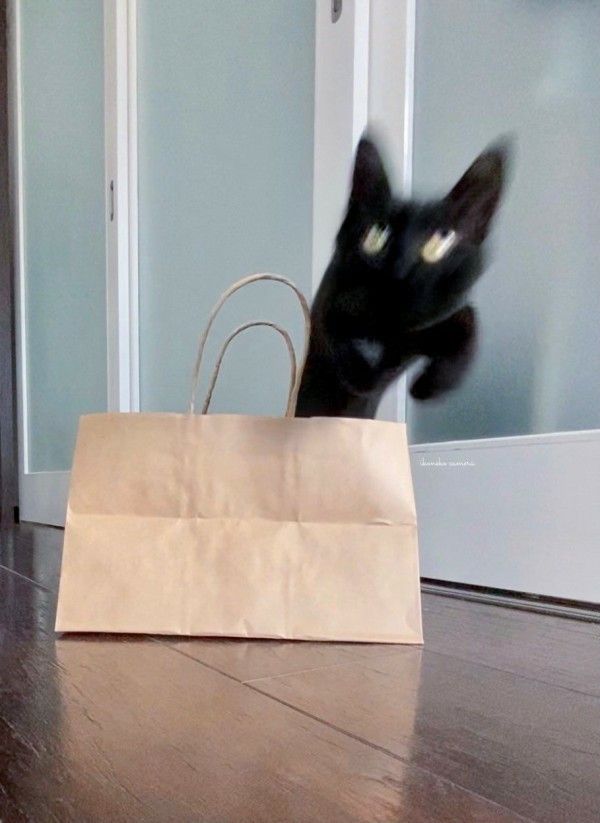 그것이 고양이니까 | 인스티즈