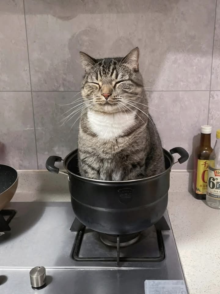 그것이 고양이니까 | 인스티즈