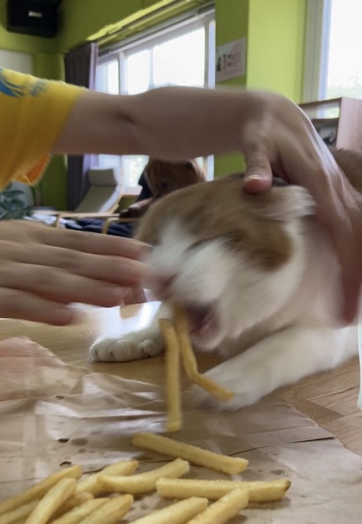 그것이 고양이니까 | 인스티즈