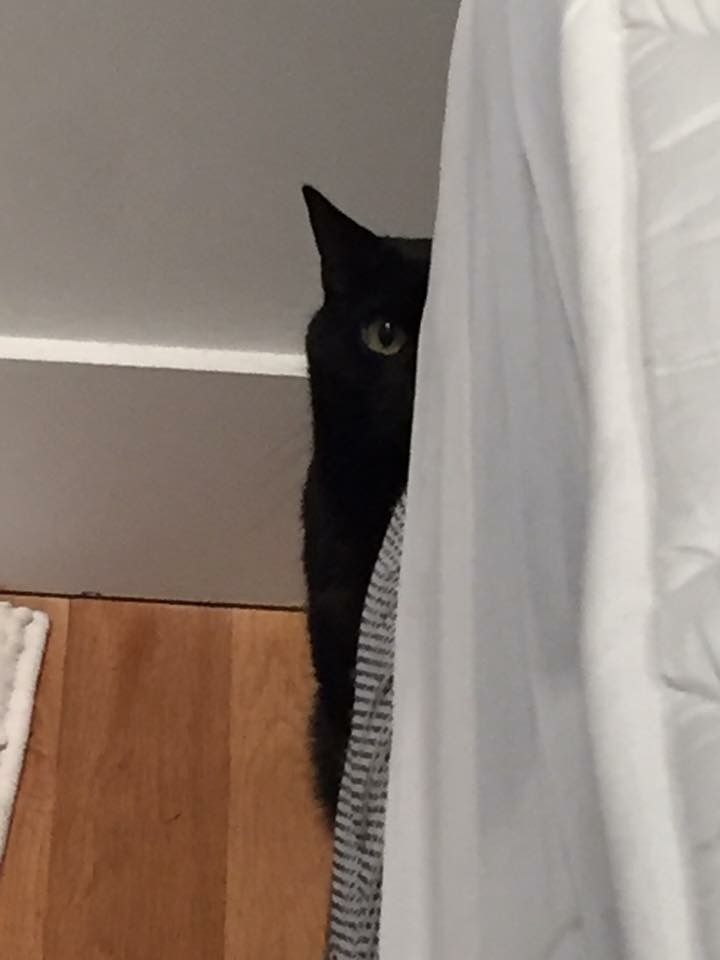 그것이 고양이니까 | 인스티즈