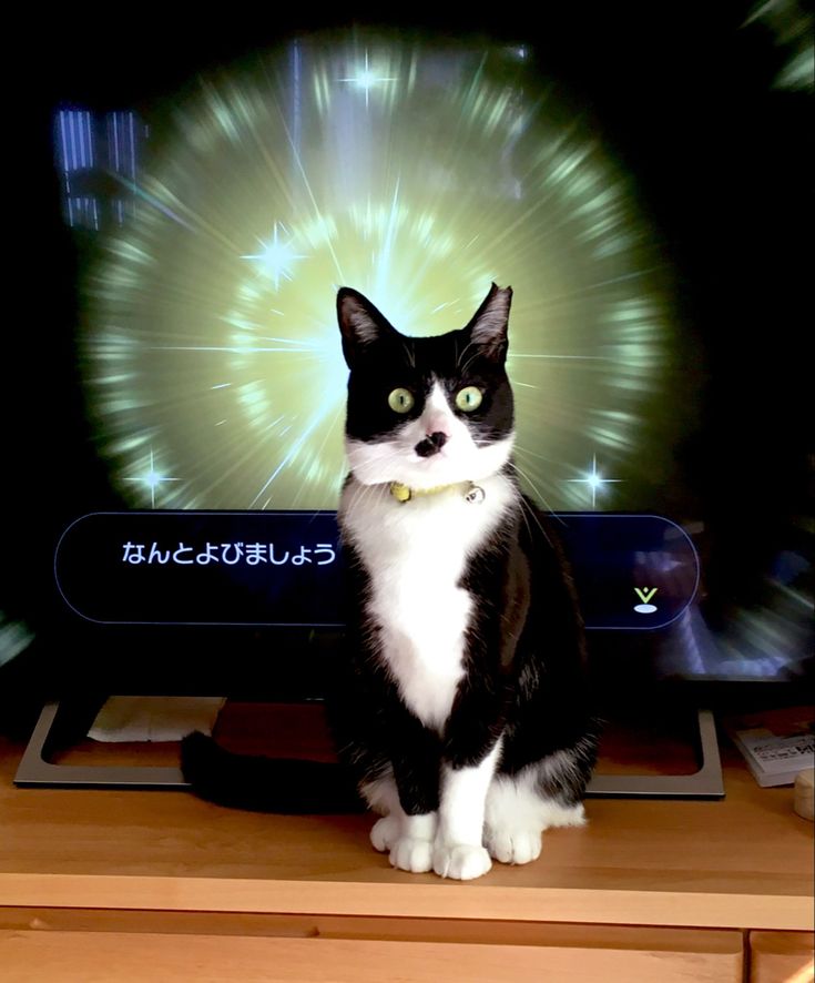 그것이 고양이니까 | 인스티즈