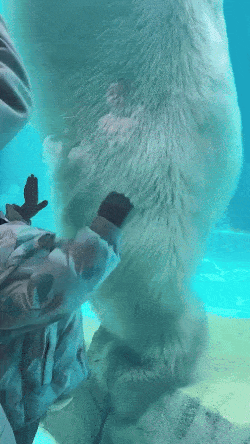 북극곰 크기 체감 | 인스티즈